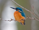 Common Kingfisher