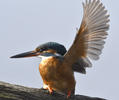 Common Kingfisher