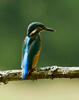 Common Kingfisher