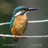 Common Kingfisher