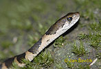 Common Pond Snake