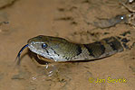 Common Pond Snake