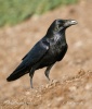 Common Raven