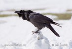 Common Raven