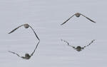 Common Sandpiper