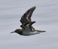 Common Sandpiper