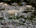 Common Sandpiper