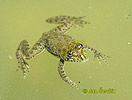 Common Skittering Frog