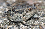 Common Spadefoot