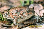 Common Spadefoot