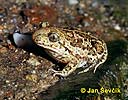 Common Spadefoot