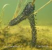 Common Spadefoot (eggs)