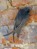 Common Swift