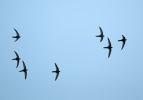 Common Swift