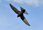 Common Swift