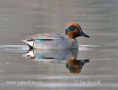 Common Teal