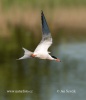 Common Tern