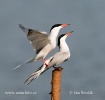 Common Tern