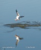 Common Tern