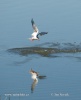 Common Tern