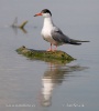 Common Tern