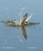 Common Tern