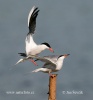 Common Tern