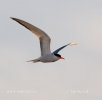 Common Tern