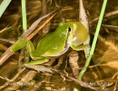 Common Tree Frog