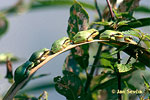 Common Tree Frog