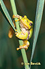 Common Tree Frog