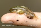 Common Tree Frog