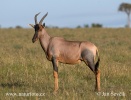 Common tsessebe Topi