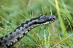 Common Viper