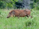 Common Warthog