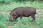 Common Warthog