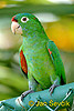 Conure de Finsch