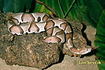 Copperhead