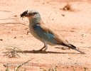 Coracias garrulus