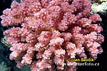 Coral