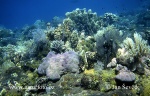 Coral Reef