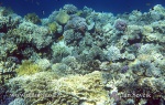 Coral Reef