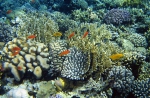 Coral Reef