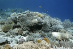 corales marinos