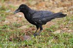 Corbeau à gros bec