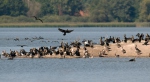 Cormorán grande
