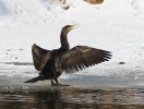 Cormorán grande