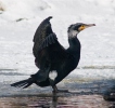 Cormorano comune