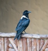 Corvus albus