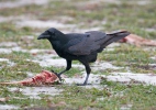 Corvus corax